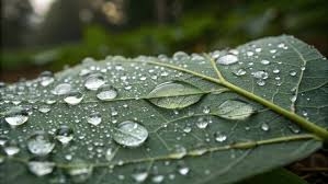 Rain